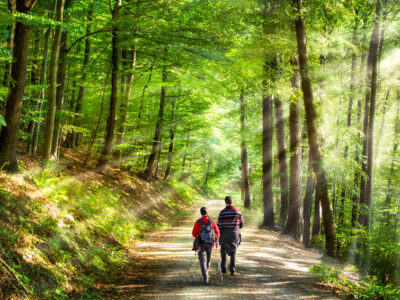 Spaziergang im Wald